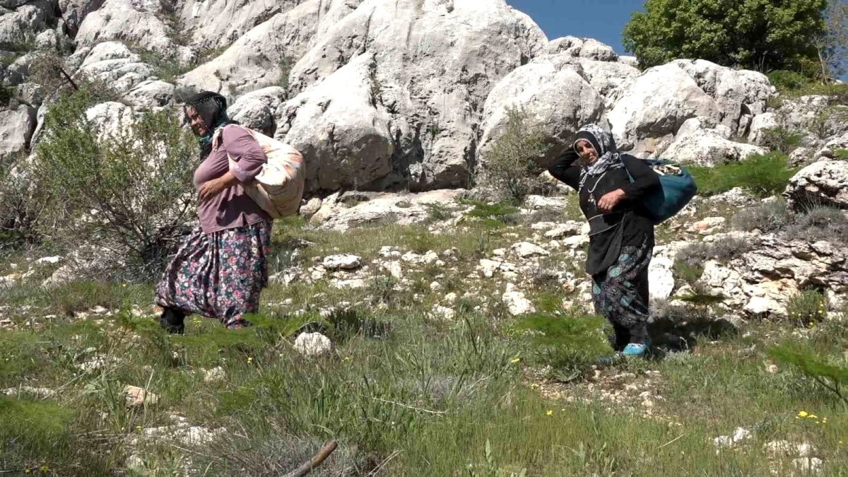 Adıyaman’ın Gerger ilçesinde vatandaşlar pancar toplamak için dağları tırmanıyor