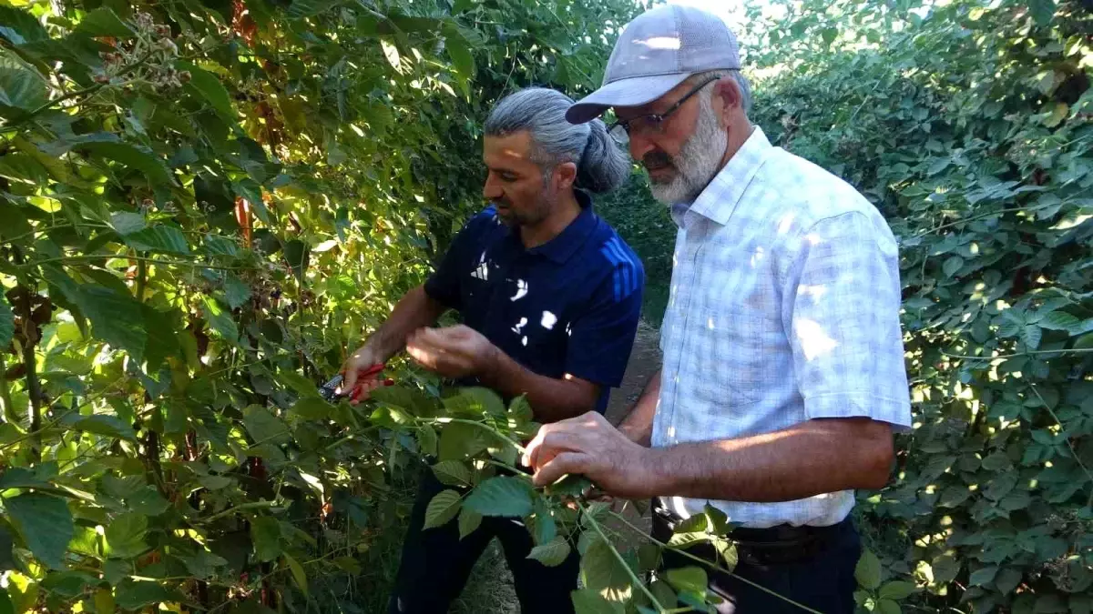 malatyada tarimsal cesitlilik artiyor ySi8Z22h