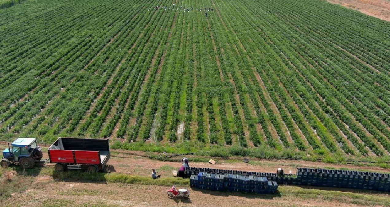 tarlasina bahcesine eken yasadi hasat sonrasi kilosu 700 liraya firladi yuzde 500 zam geldi 5EP8W9fE