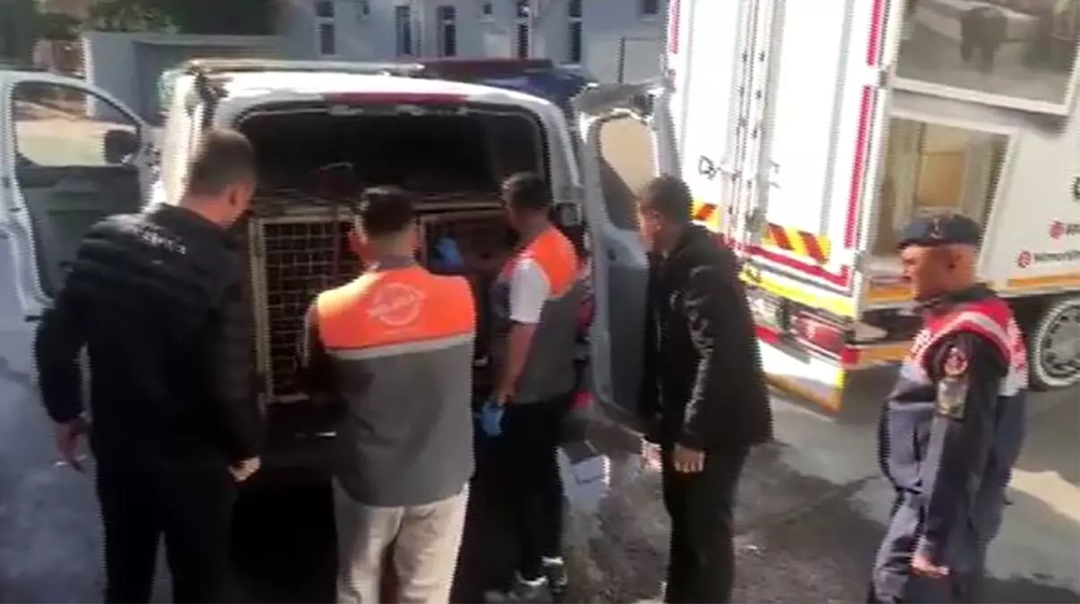 kayseride kopek dovusu operasyonu 13 kisi sucustu yakalandi itPQ2M2S.jpg