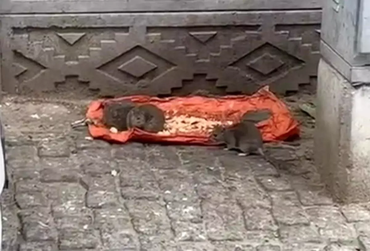tekirdagda sokakta fareler yiyecek bulundu vatandaslar tedirgin 3rKu8cB8.jpg