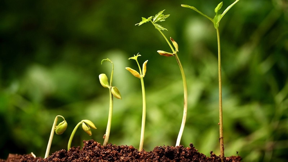 Tohum Şirketlerine 189 Milyon TL’lik Rekabet İhlali Cezası