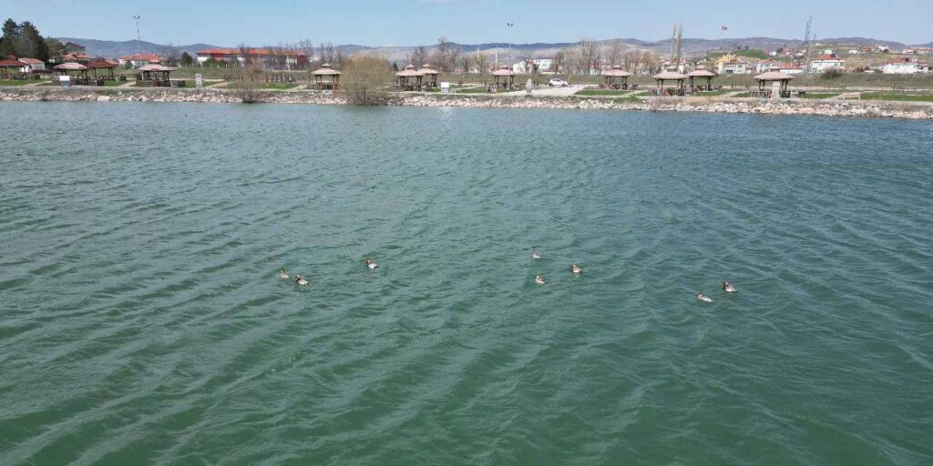 sivasta-ilk-defa-8-tane-birden-goruntulendi-sevincle-karsiladilar-uaU2PmhB