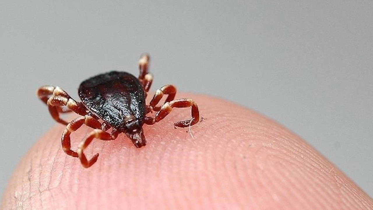 Tokat’ta KKKA Vakası: İki Kişi Hastaneye Yatırıldı