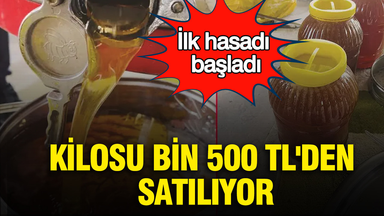 ilk-hasadi-basladi-kilosu-bin-500-tlden-satiliyor-B8mJMFtk